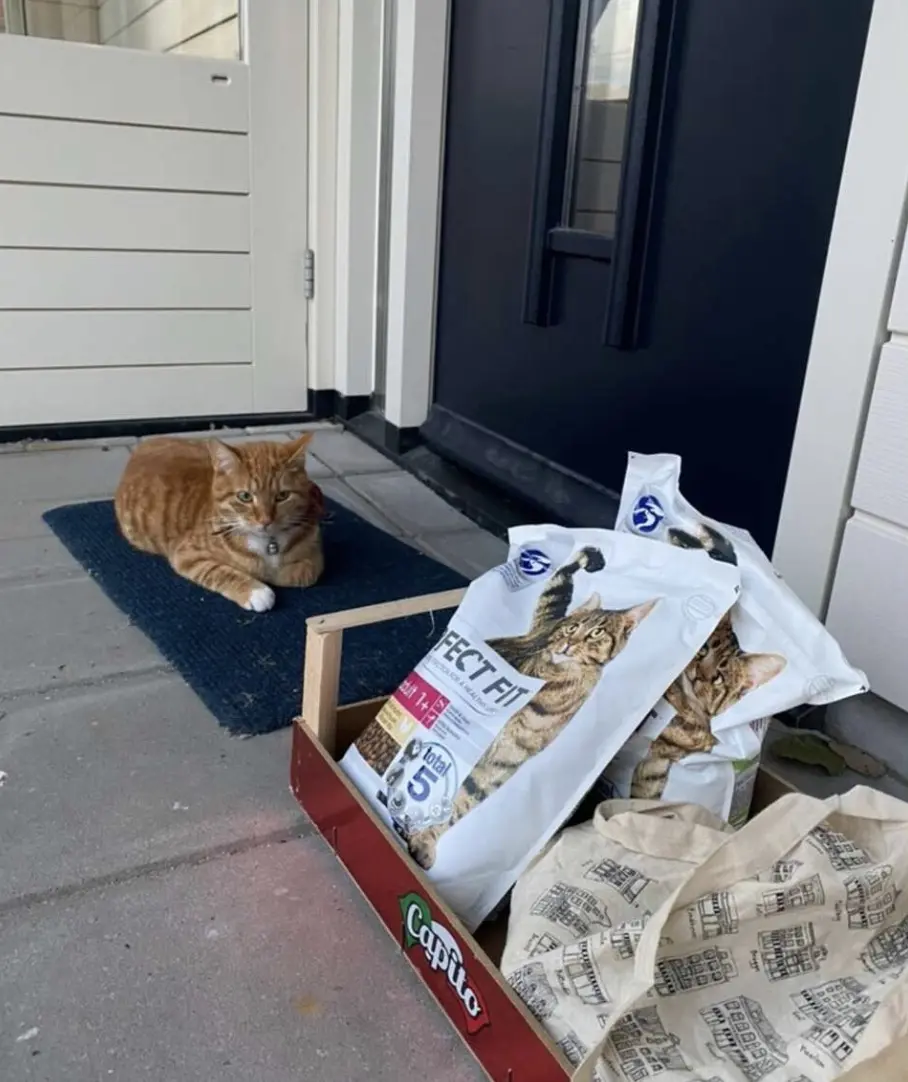 Petsitting in Utrecht, Netherlands 🇳🇱